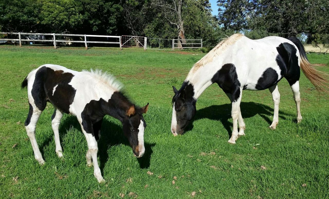 Blair Athol Homestead Inverell Luaran gambar