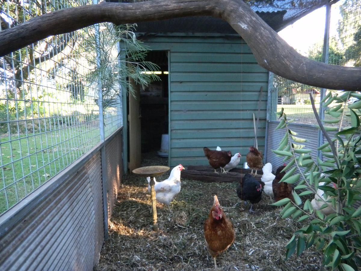 Blair Athol Homestead Inverell Luaran gambar